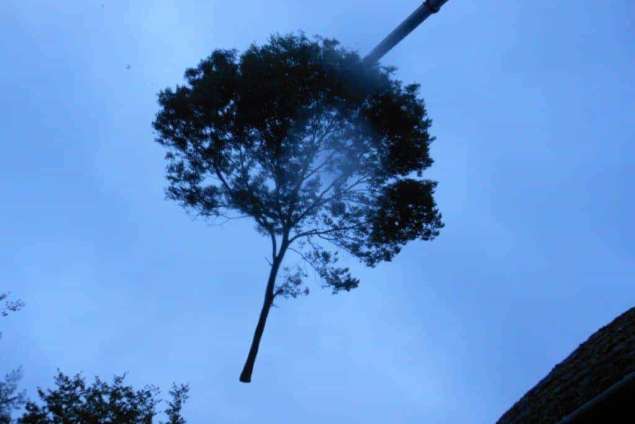 bomen rooien berk treurwilg eikenbomen walnotenbomen